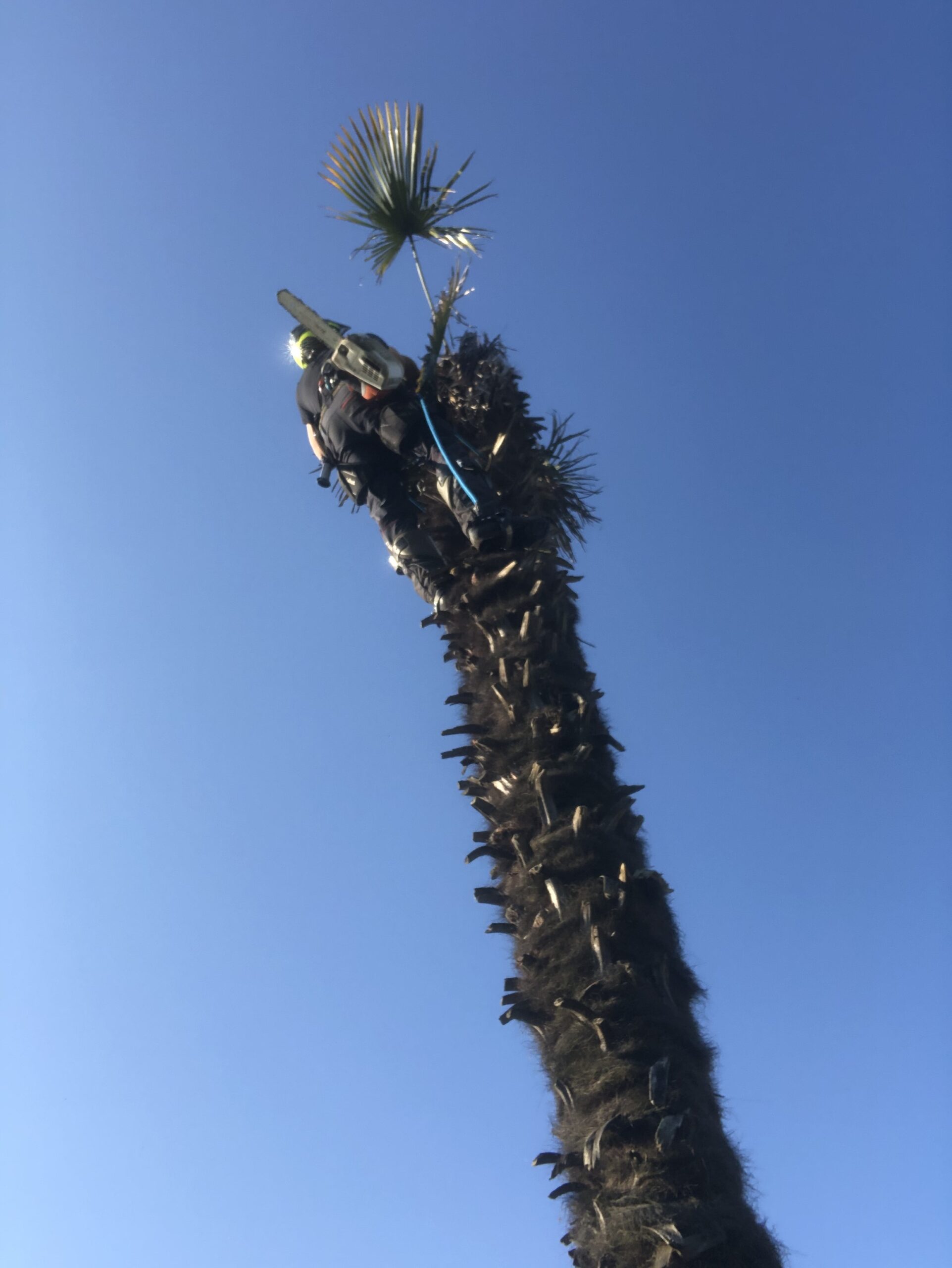 Abattage d'un palmier mort sur le Cap Ferret