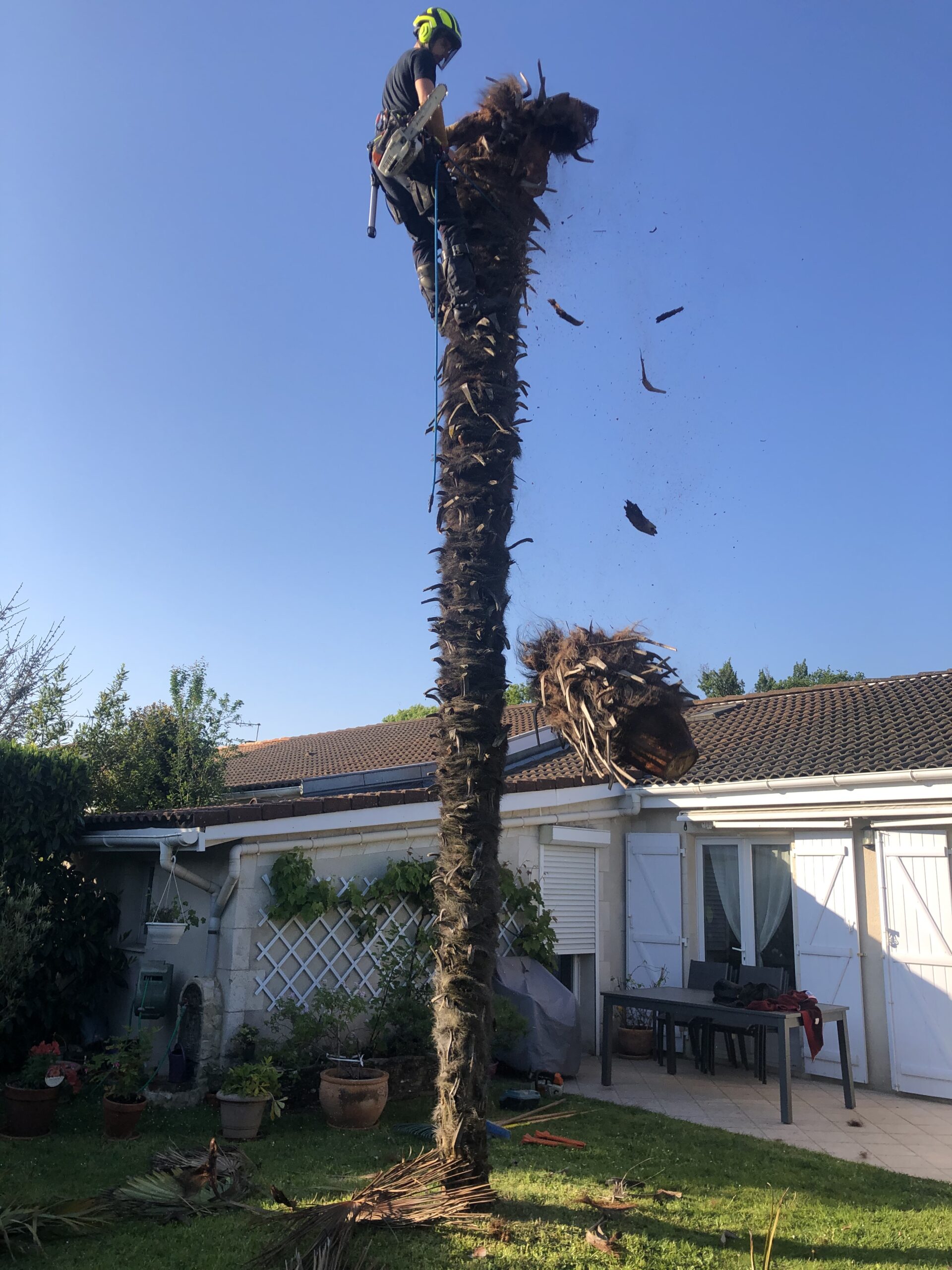 Abattage d'un palmier mort sur le Cap Ferret