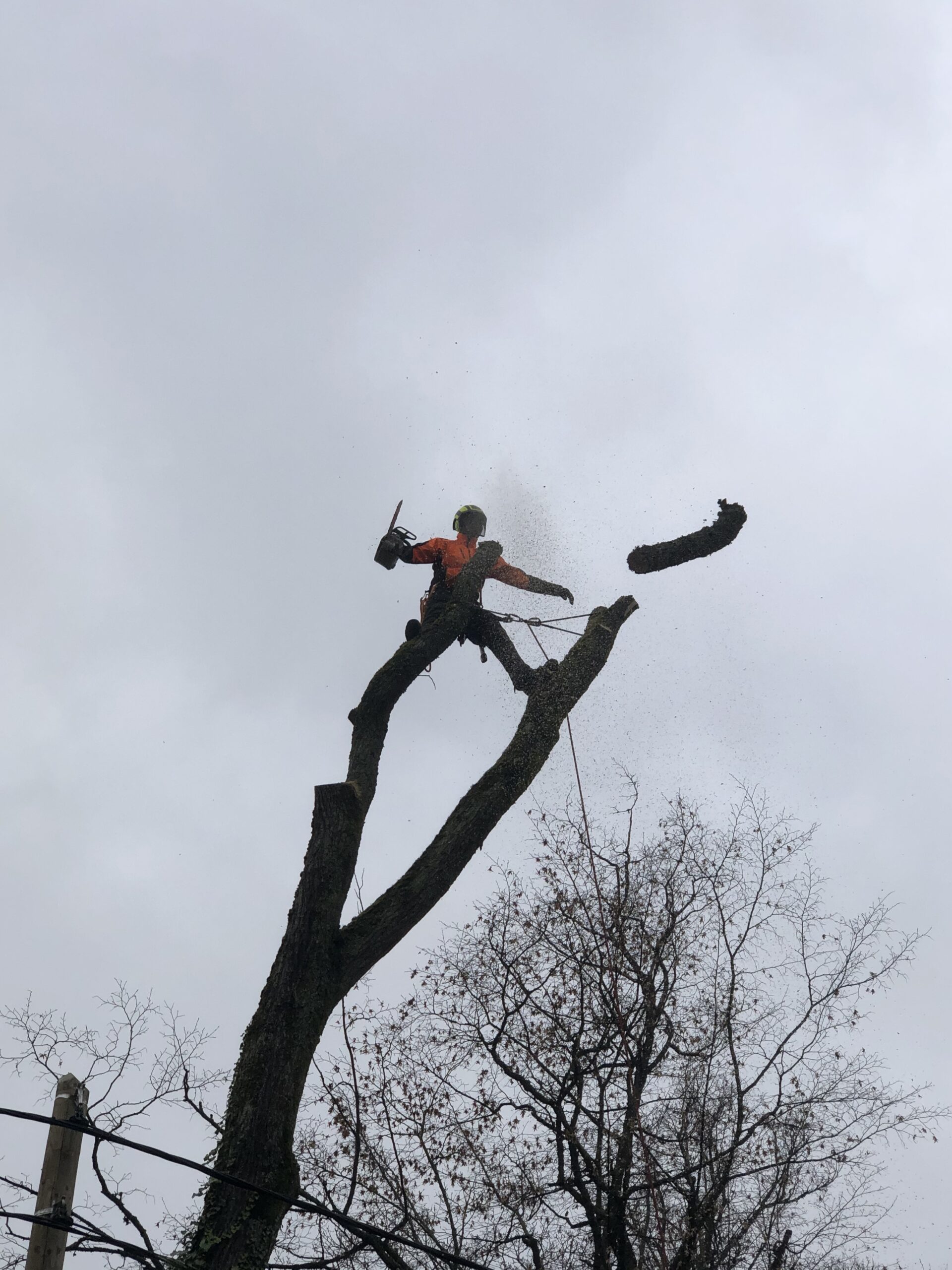 Abattage d'un arbre mort à Bordeaux
